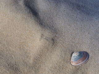 Muschel am Strand von Sylt