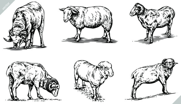 black and white engrave ink draw sheep vector set illustration