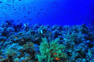 Plakat tropical sea underwater background diving ocean