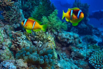 anemone fish, clown underwater orange fish sea background aquarium