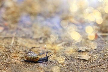slow snail macro garden nature is small