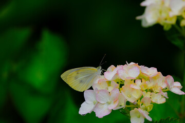 紫陽花と蝶　一休み
