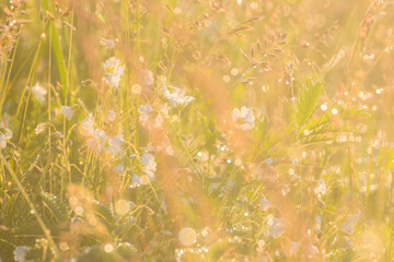 Beautiful wildflowers with dew drops on a summer morning at dawn in blur light shallow depth of field