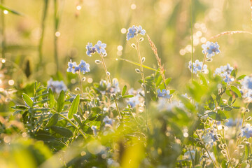 Beautiful wildflowers with dew drops on a summer morning at dawn in blur light shallow depth of...