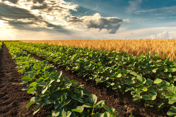 field of soybeans and wheat