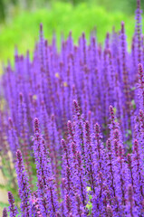 Salbei lila blau blühend im Park