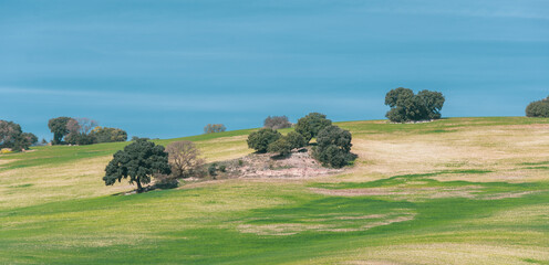 View of the agricultural field in Andalucia (Spain) with olive trees and oaks