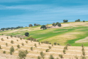 Fototapeta premium View of the agricultural field in Andalucia (Spain) with olive trees and oaks