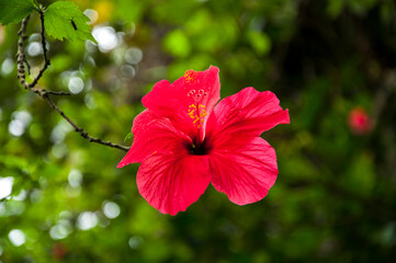 Sunshine, fresh bloom, big red flower, desert rose, hibiscus flower