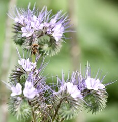 Bee landing on phacelia