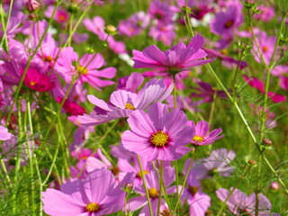 Fototapeta premium 秋桜