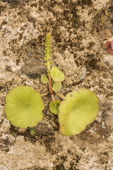 Umbilicum rupestris the navelwort, penny-pies or wall pennywort fleshy green leaf plant growing on stone wall