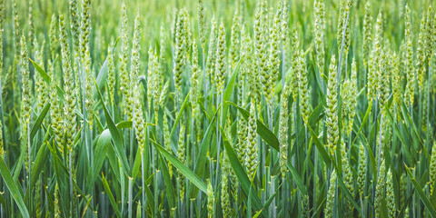 Obraz premium Green wheat growing in the summer field in sunny day. Fresh young ears close-up. Agriculture scene.