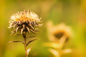A view of the yellow dried leaves on the meadow in autumn.