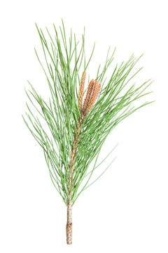one pine branch with young cone isolated on a white background.Mediterranean pine tree (Pinus pinaster)