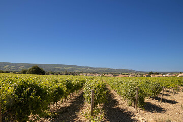 Fototapeta na wymiar vue d'un champs de vigne en France