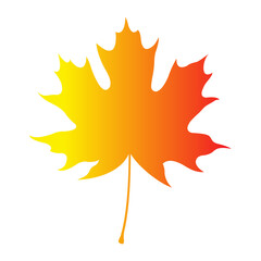 vector illustration of autumn maple leaf isolated on white