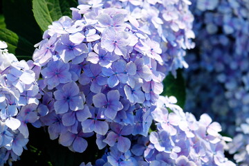 紫陽花