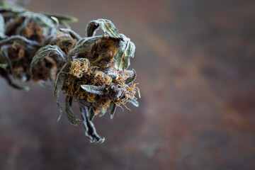 Dried and untrimmed cannabis flower with a neutral background