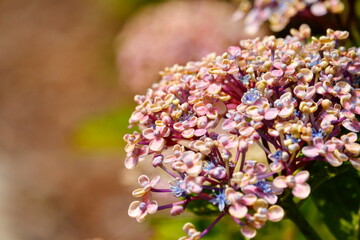 紫陽花