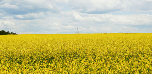 Obraz premium Yellow rapeseed field panoramic wide angle view with beautiul sky. Yellow field of flowering rape against blue sky with clouds. Natural landscape background. Summer landscape, blooming rapeseed field
