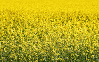 Yellow rapeseed field close up view. Yellow field of flowering rape closeup, nature wallpaper. Natural landscape background. Summer landscape, blooming rapeseed field.