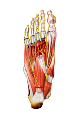 Human anatomy. Nerves of the sole of the right foot on a white background. Vector 3D illustration