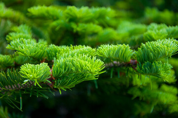 Taiwan, National Forest, Recreation Area, Hehuan Mountain, Cypress, Emerald Green