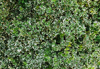Fototapeta na wymiar Background, texture of green foliage, euonymus leaves. Photography of nature.