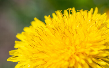 Yellow dandelion flower, petals close-up