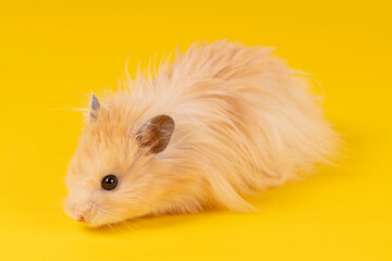 angora hamster on a yellow background. animal rodent