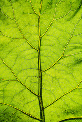 Texture, background of a leaf with curved lines of a perennial green plant Arctium close-up. Photography of nature.