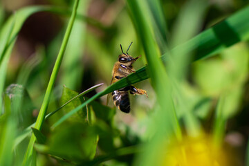 A honey bee sits on a green blade of grass. Close-up
