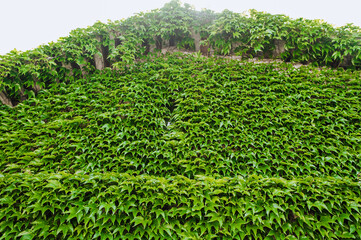 Background, texture of leaves, foliage of a green ivy plant on a large wall of the house. Photography of nature.