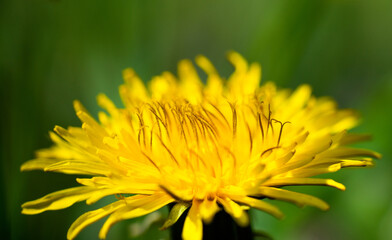 Spring flower yellow dandelion on green grass background.
