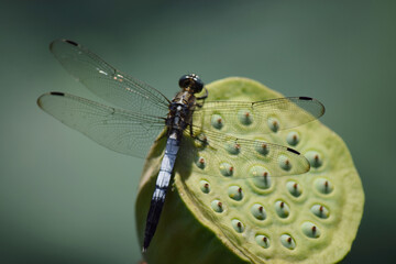 トンボと蓮の花托 © kanako