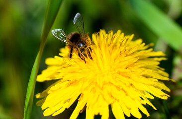 Honey bee takes nectar on spring yellow dandelion flower