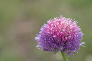 Purple chive flower on plain green background