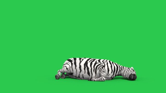 Zebra Green Screen Sleep Real Fur Animals 3D Rendering Animation