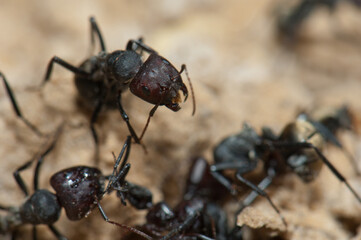 Golden backed ants Camponotus sericeus. Oiseaux du Djoudj National Park. Saint-Louis. Senegal.