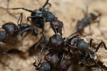 Golden backed ant Camponotus sericeus attacking another one. Oiseaux du Djoudj National Park. Saint-Louis. Senegal.