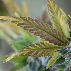 Cannabis bud and flowers and leaves, freshly harvested and with a neutral background.