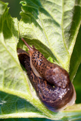 Snail without shell. Leopard slug Limax maximus, family Limacidae, crawls on green leaves. Spring, Ukraine, May