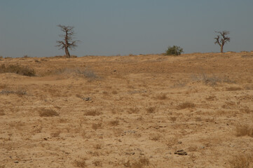 Dead trees in a desert landscape. Oiseaux du Djoudj National Park. Saint-Louis. Senegal.