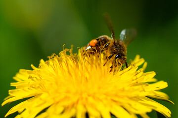 Honey bee takes nectar on spring yellow dandelion flower