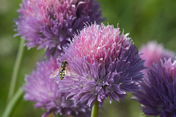 Hover fly feeding on a purple chive flower