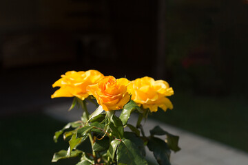 Bouquet of three yellow roses in the sun on a dark background.