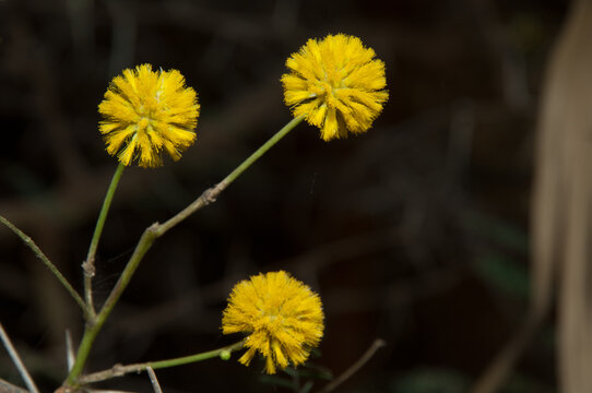 Flowers of gum acacia Senegalia senegal. Oiseaux du Djoudj National Park. Saint-Louis. Senegal.