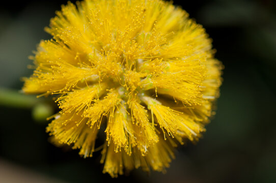 Flower of gum acacia Senegalia senegal. Oiseaux du Djoudj National Park. Saint-Louis. Senegal.