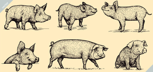 black and white engrave isolated pig set vector illustration © Turaev